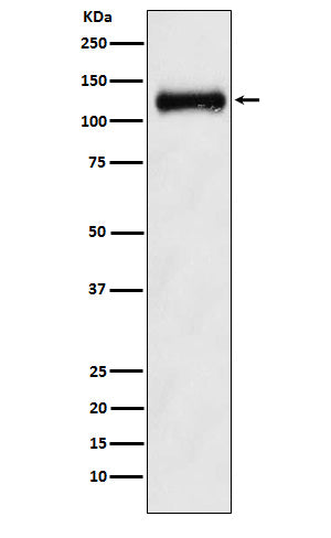 Anti-ANPR B Rabbit Monoclonal Antibody