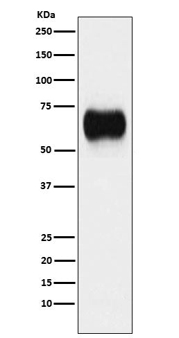 Anti-MICA Rabbit Monoclonal Antibody