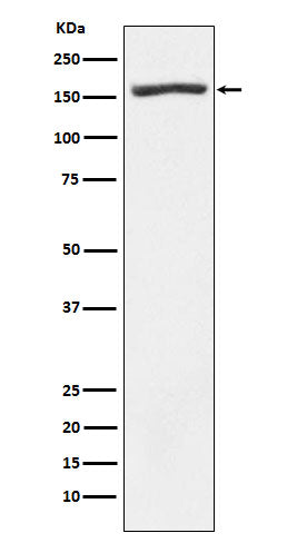 Anti-Entactin Rabbit Monoclonal Antibody