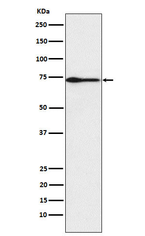 Anti-Protein S Rabbit Monoclonal Antibody