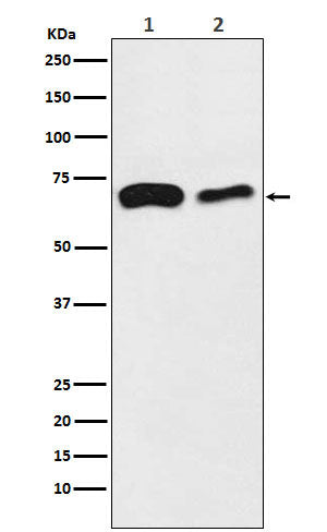 Anti-SLC27A4 Rabbit Monoclonal Antibody