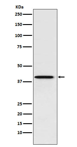 Anti-PCBP1 Rabbit Monoclonal Antibody