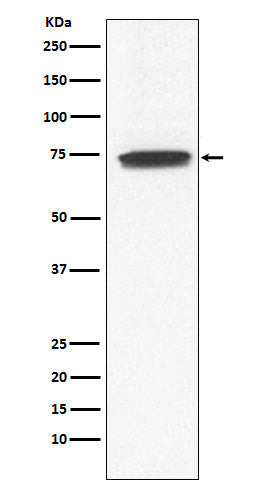 Anti-Guanylyl Cyclase alpha 1 Rabbit Monoclonal Antibody