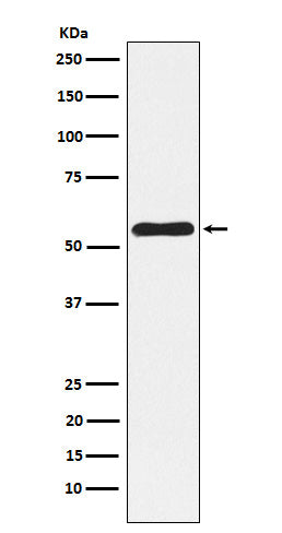 Anti-NLK Rabbit Monoclonal Antibody