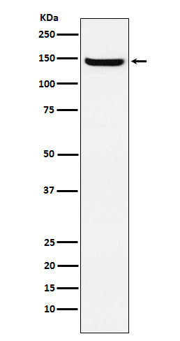 Anti-Jagged 2 Rabbit Monoclonal Antibody