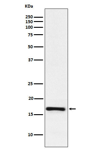 Anti-LMO4 Rabbit Monoclonal Antibody