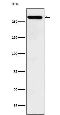 Anti-TAF1 Rabbit Monoclonal Antibody