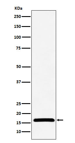 Anti-NME2 Rabbit Monoclonal Antibody