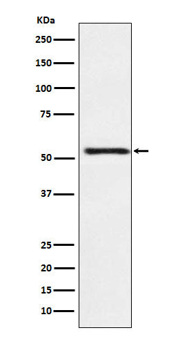 Anti-ATP4B Rabbit Monoclonal Antibody