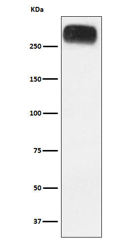 Anti-Metabotropic Glutamate Receptor 3 Rabbit Monoclonal Antibody