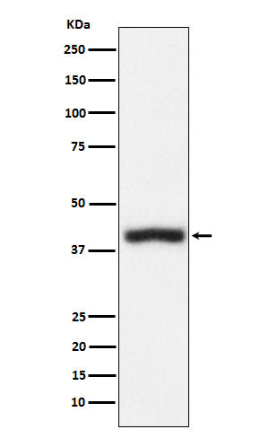 Anti-CD1C Rabbit Monoclonal Antibody