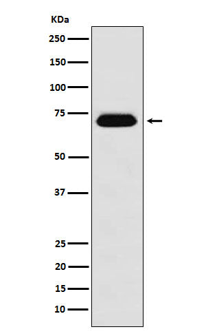 Anti-Nucleoporin p62 Rabbit Monoclonal Antibody
