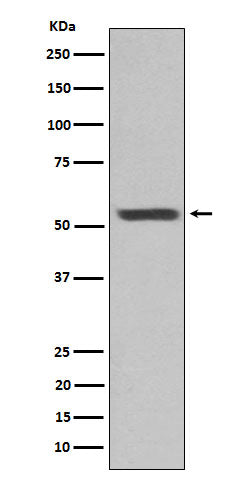 Anti-Cytokeratin 12 Rabbit Monoclonal Antibody