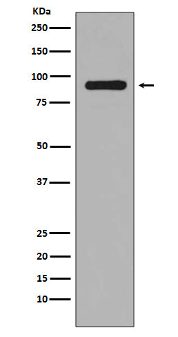 Anti-Phospho-RSK1 p90 (Ser380) Rabbit Monoclonal Antibody