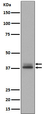 Anti-Phospho-ERK1/2 (Thr202/Tyr204)/(Thr185/Tyr187) Rabbit Monoclonal Antibody