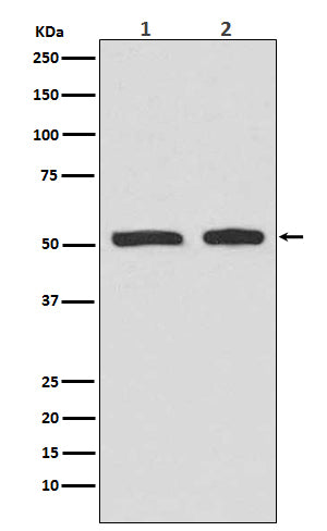 Anti-Phospho-p53 (Ser9) Rabbit Monoclonal Antibody