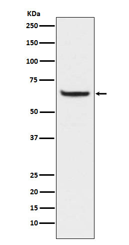 Anti-Phospho-NF-KB p65 (Ser529) Rabbit Monoclonal Antibody
