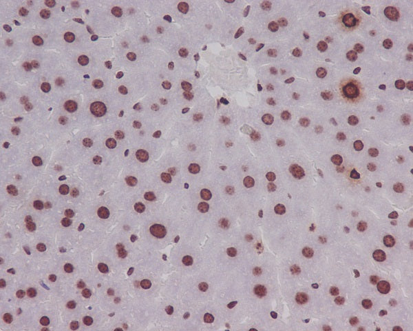 Anti-Phospho-Histone H3 (Ser10) Rabbit Monoclonal Antibody