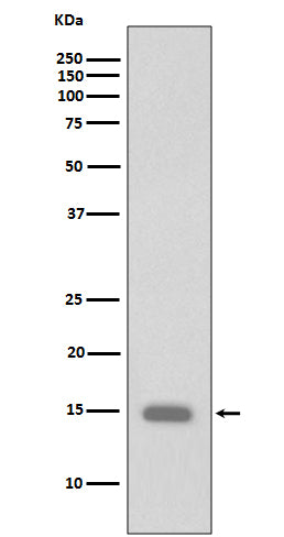 Anti-Phospho-Histone H3 (Ser10) Rabbit Monoclonal Antibody