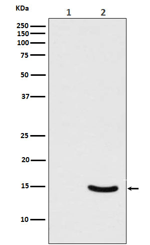 Anti-Phospho-alpha Synuclein (Ser129) Rabbit Monoclonal Antibody