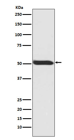 Anti-Phospho-p53 (Ser392) Rabbit Monoclonal Antibody