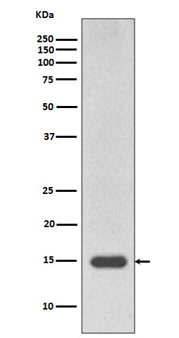 Anti-MonoMethyl-Histone H3 (Arg17) Rabbit Monoclonal Antibody