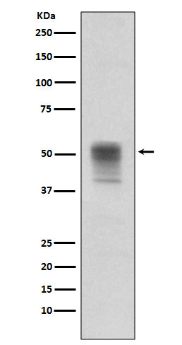 Anti-Phospho-alpha Tubulin (Tyr272) Rabbit Monoclonal Antibody
