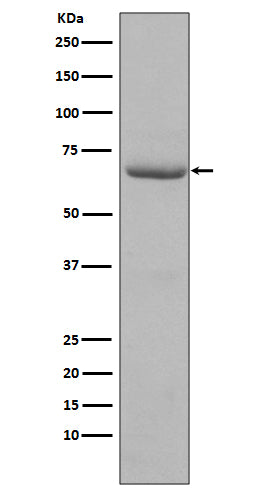 Anti-Phospho-PKR (Thr446) Rabbit Monoclonal Antibody