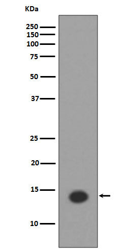 Anti-Acetyl-Histone H2A (Lys9) Rabbit Monoclonal Antibody