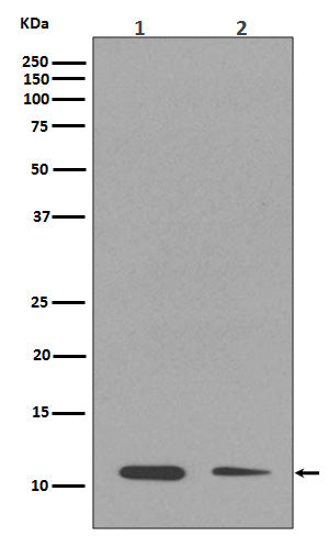Anti-MonoMethyl-Histone H4 (Lys16) Rabbit Monoclonal Antibody