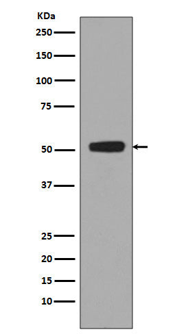 Anti-Phospho-p53 (Ser376) Rabbit Monoclonal Antibody