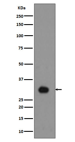 Anti-Phospho-Histone H1.4 (Thr17) Rabbit Monoclonal Antibody