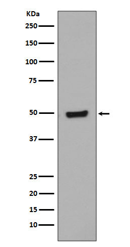Anti-Phospho-GATA3 (Ser308) Rabbit Monoclonal Antibody