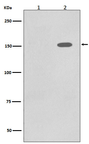 Anti-Phospho-EGFR (Tyr1086) Rabbit Monoclonal Antibody