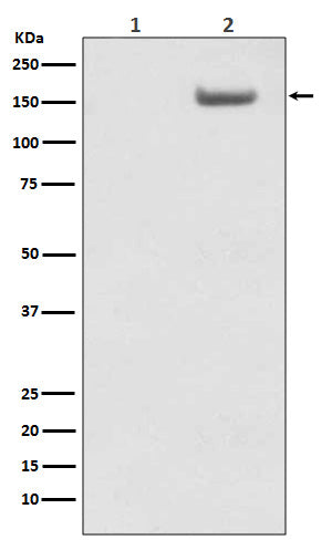 Anti-Phospho-SMC1A (Ser957) Rabbit Monoclonal Antibody