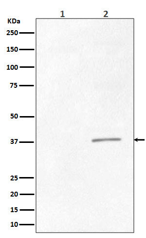 Anti-Phospho-CRK (Tyr221) Rabbit Monoclonal Antibody