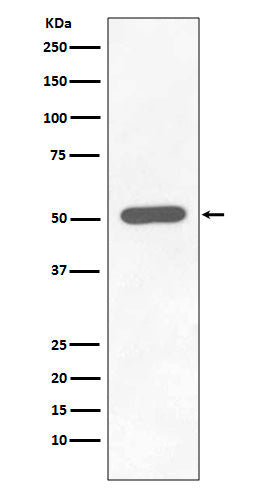 Anti-Phospho-Chk1 (Ser296) Rabbit Monoclonal Antibody