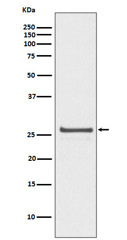 Anti-Phospho-Hsp27 (Ser82) Rabbit Monoclonal Antibody