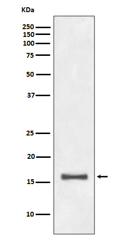 Anti-DiMethyl-Histone H3 (Lys9) Rabbit Monoclonal Antibody