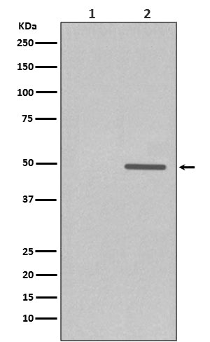 Anti-Phospho-Cyclin E1 (Thr77) Rabbit Monoclonal Antibody