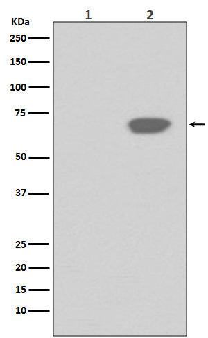 Anti-Phospho-PLK1 (Thr210) Rabbit Monoclonal Antibody