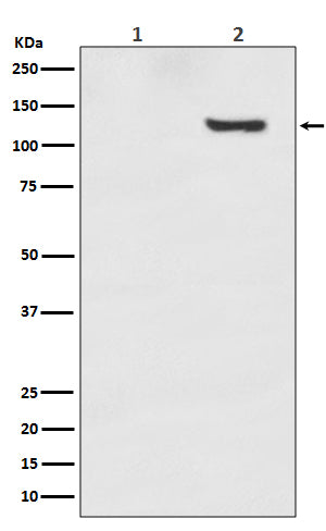 Anti-Phospho-SIRT1 (Thr530) Rabbit Monoclonal Antibody