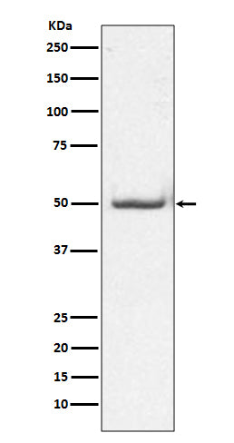 Anti-Phospho-c-Jun (Thr91) Rabbit Monoclonal Antibody