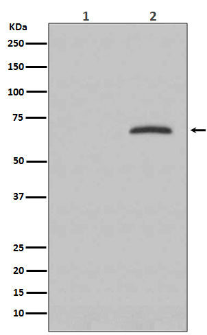 Anti-Phospho-Paxillin (Tyr118) Rabbit Monoclonal Antibody