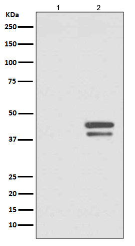 Anti-Phospho-JunD (Ser255) Rabbit Monoclonal Antibody