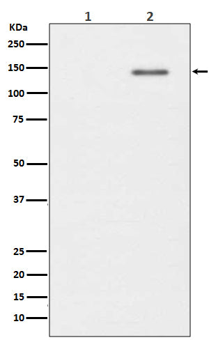 Anti-Phospho-SHIP1 (Tyr1020) Rabbit Monoclonal Antibody