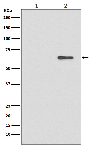 Anti-Phospho-AMPK alpha 2 (Ser491) Rabbit Monoclonal Antibody