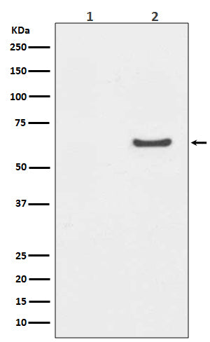 Anti-Phospho-AKT1 (Ser129) Rabbit Monoclonal Antibody