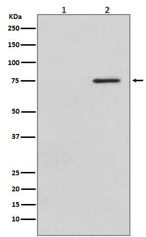 Anti-Phospho-Raf1 (Ser621) Rabbit Monoclonal Antibody