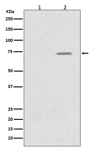 Anti-Phospho-Raf1 (Ser43) Rabbit Monoclonal Antibody